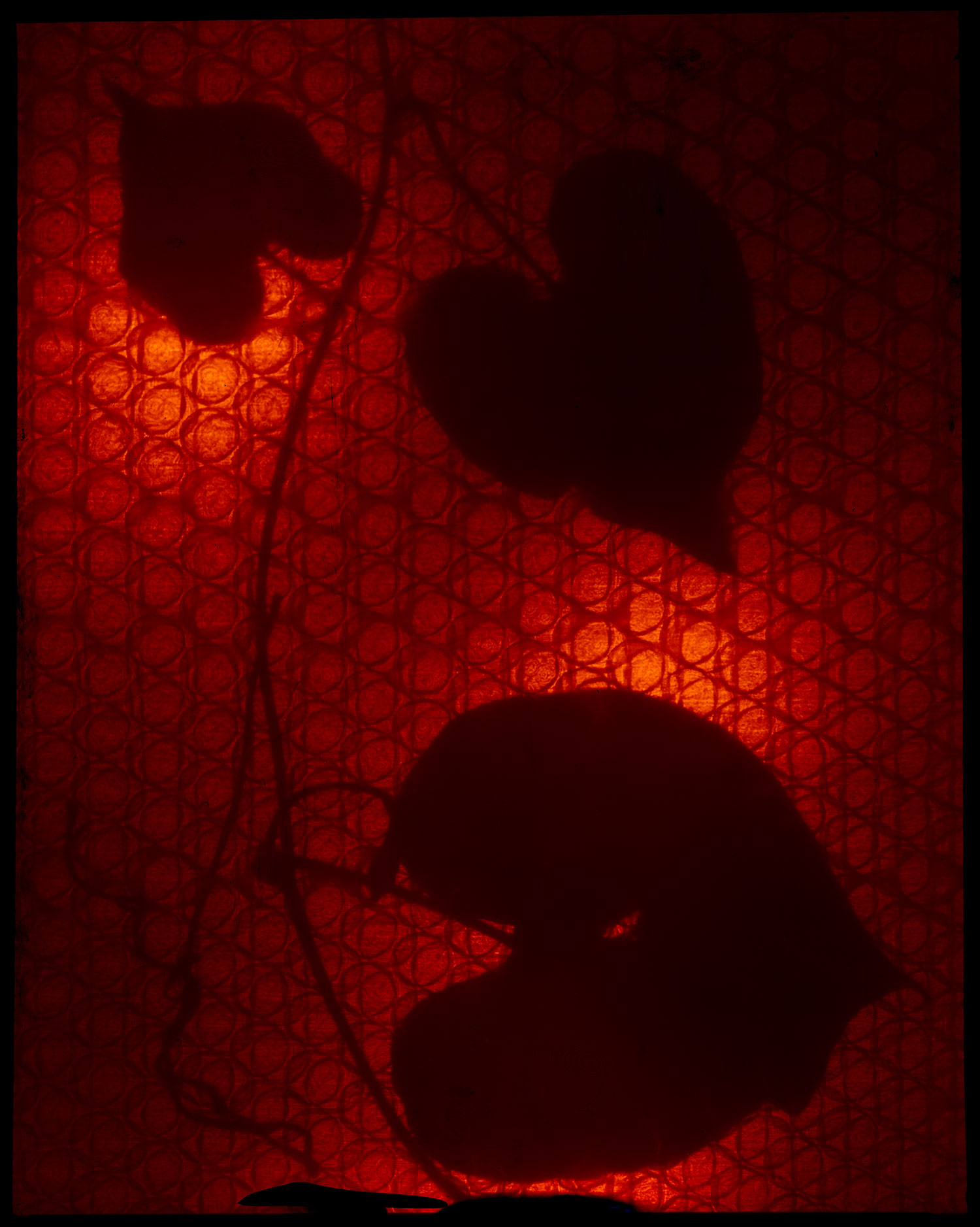 Alexander James Hamilton - PhotoGrams - Baa Atol Maldives 8-10-scan---095