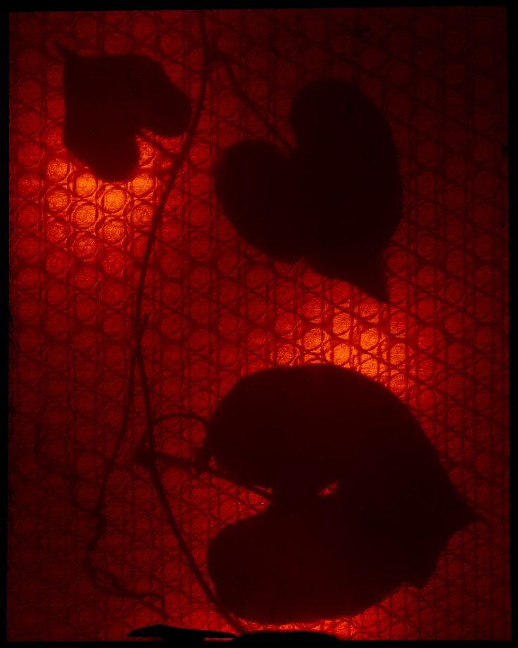 Alexander James Hamilton - PhotoGrams - Baa Atol Maldives 8-10-scan---095